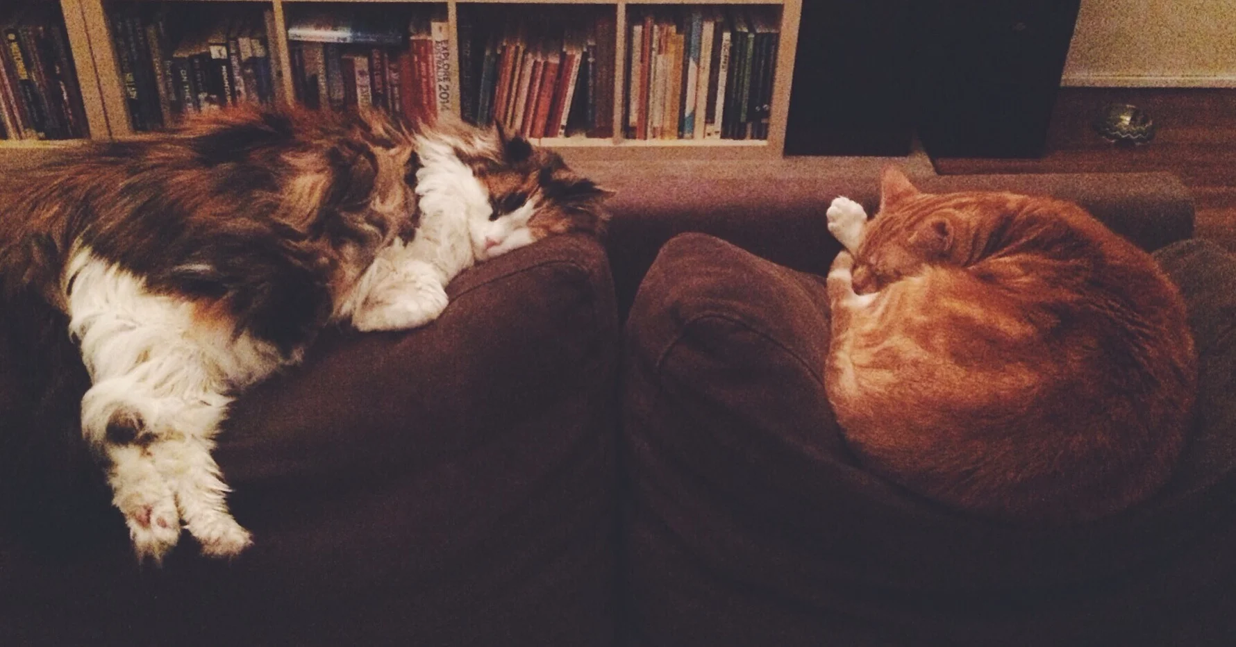 mister and miss sleep-a-lot