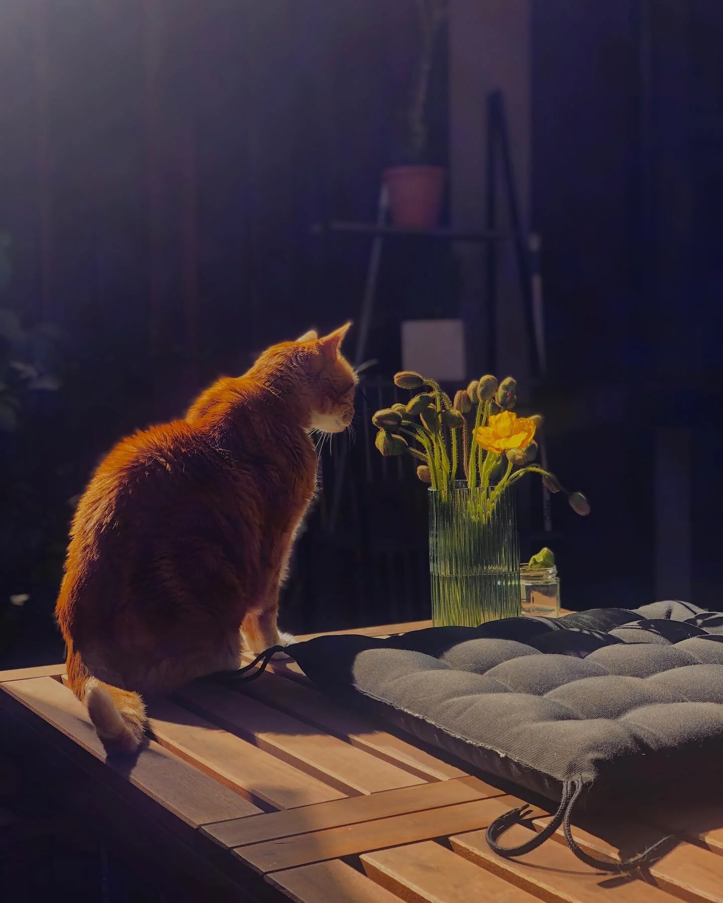 Eddy stole my seat, a series.

.
.
.
.
.
#catsofinstagram #catstagram #cats #catlife #cat #catlovers #catsofmelbourne #cats_of_instagram #catsofaustralia #catlove #cats_of_day #cats🐱 #ginger #gingerlove #animals #animalsoftheworld #animalsofinstagra