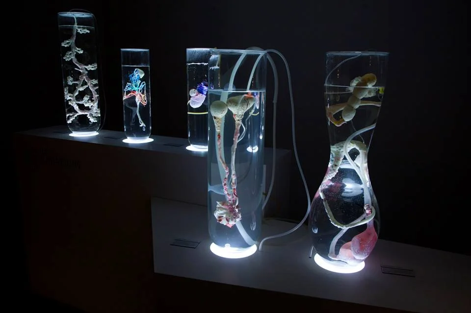 Image credits: Pinar Yoldas, 'Ecosystem of Excess', 2014