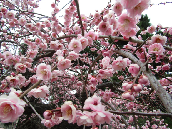 Plum blossom at Nijō 