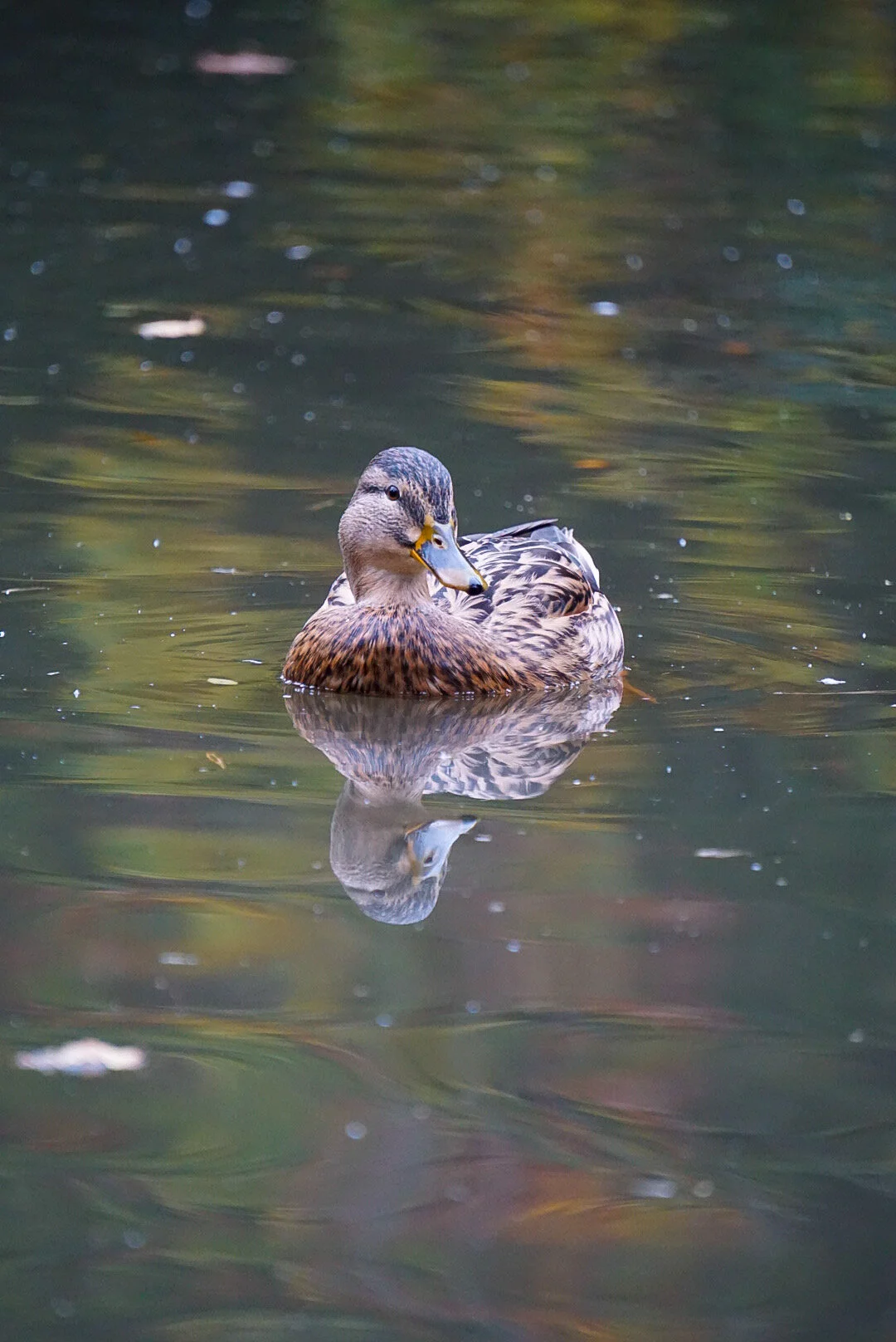 Ducks Do Not Like Croissants. 
