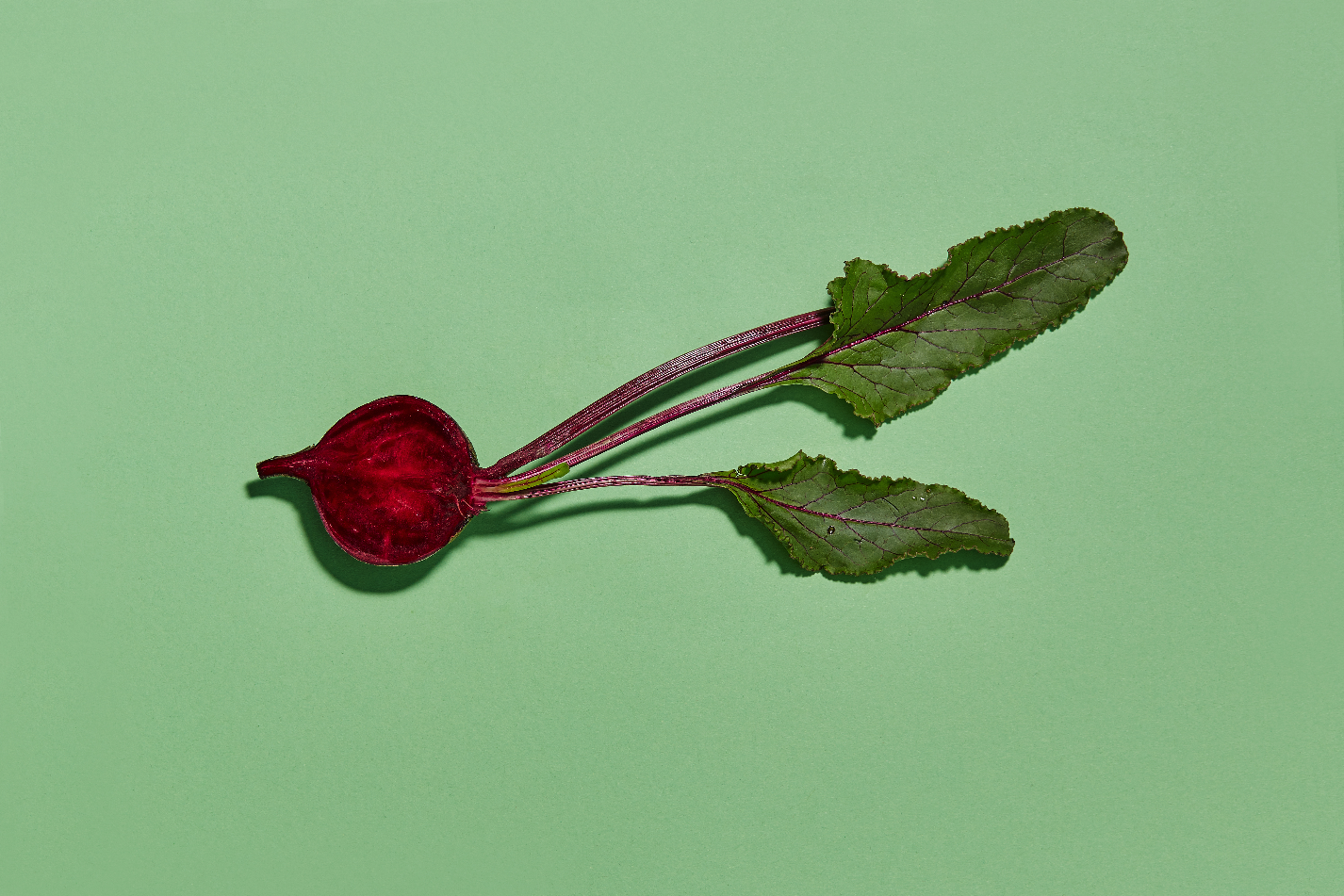 Copy of pickles 12.jpg