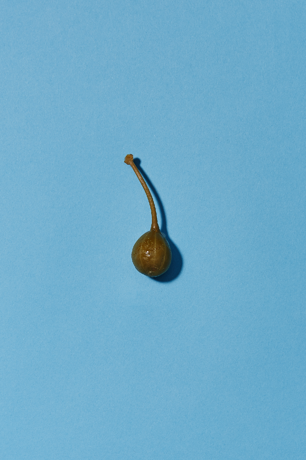 Copy of pickles 16.jpg