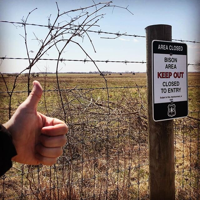 Thumbs up, Midewin bison herd.
.
.
.
#midewinnationaltallgrassprairie #getoutside #nationalgrassland #bison #therearebuffalooutthere #thumbsupearth