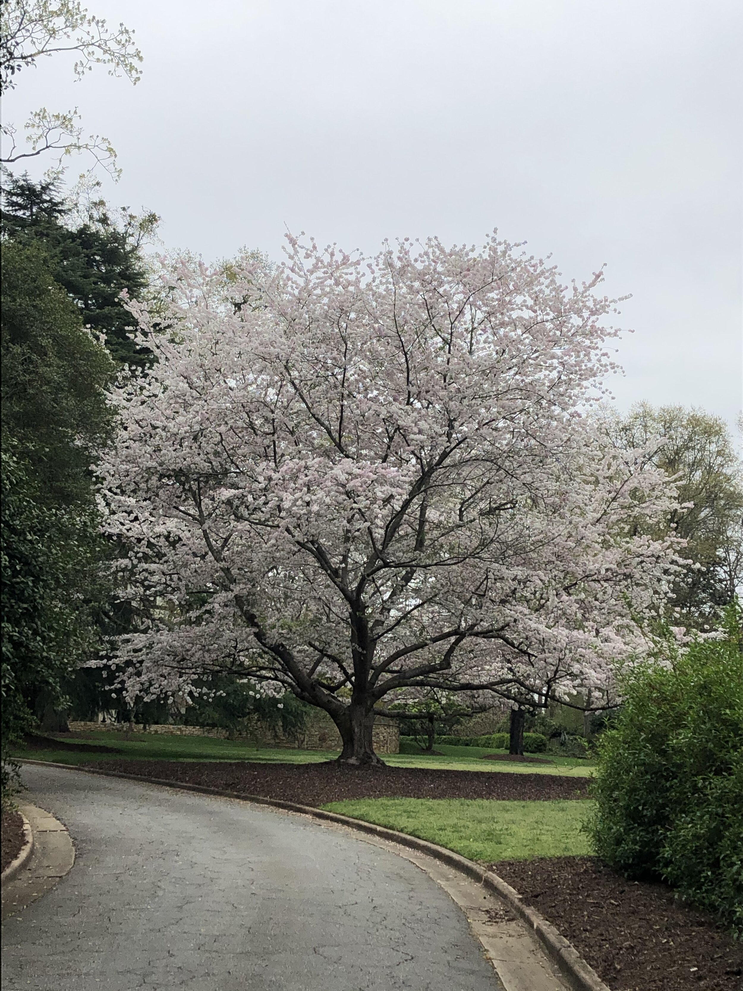 Learning to Sustain in the Age of Coronavirus