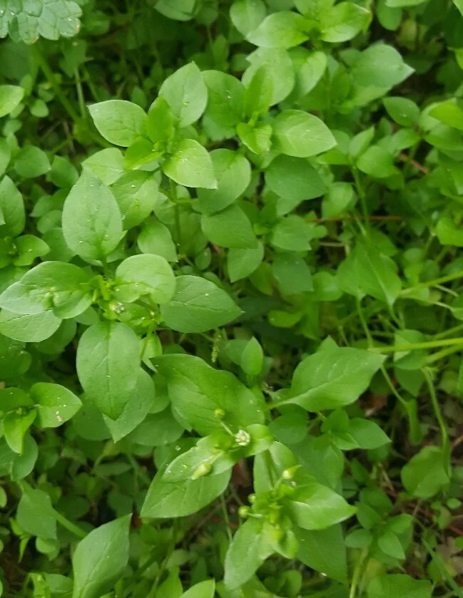 chickweed.jpeg