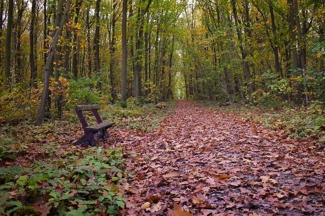 Image by Ben Kerckx from Pixabay