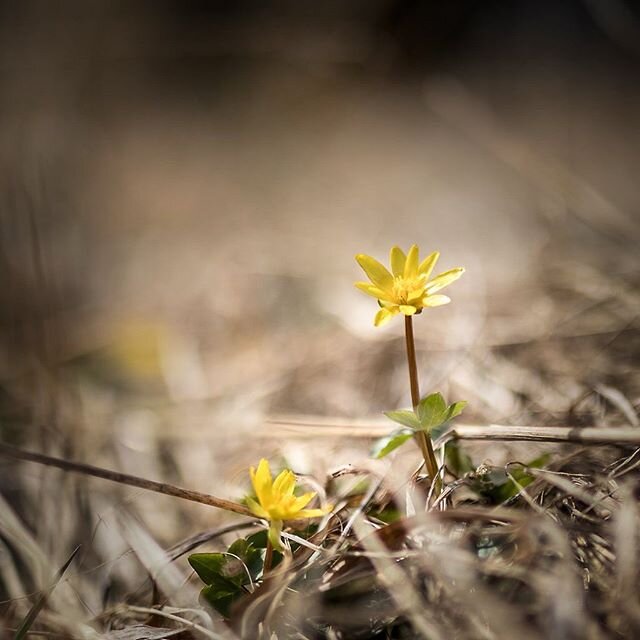 #nature #kairek #spring