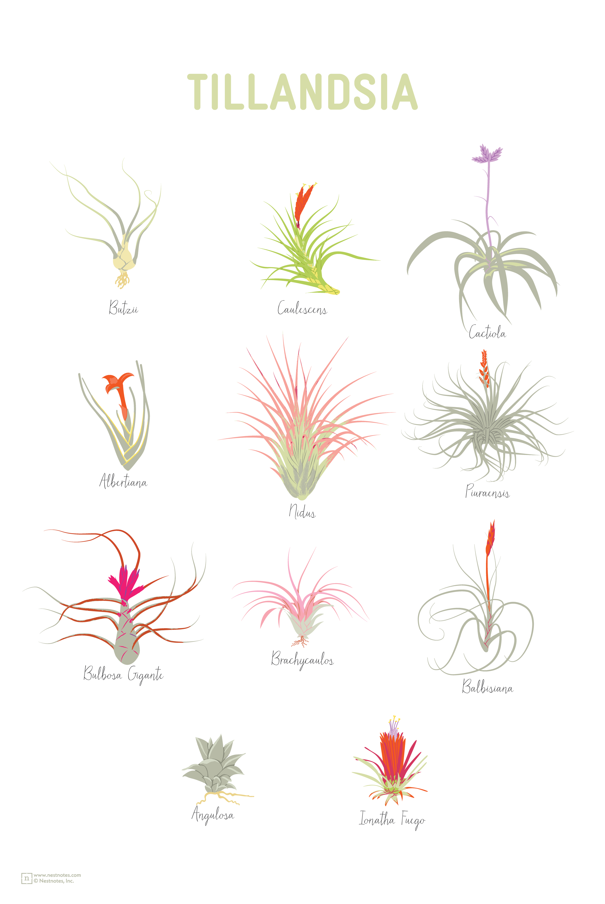 airplants-12x18-01.png