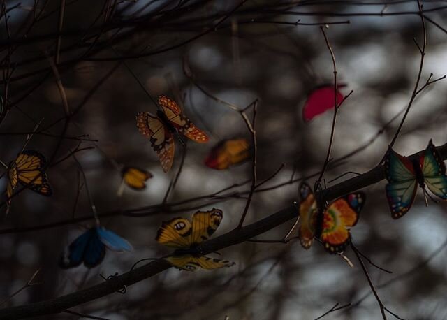 I find myself daydreaming on quarantine - the places I will go, the stories I still want to photograph someday. For a moment I kid myself that I am in one of my dream assignments, photographing a butterfly migration in the wild until something mundan