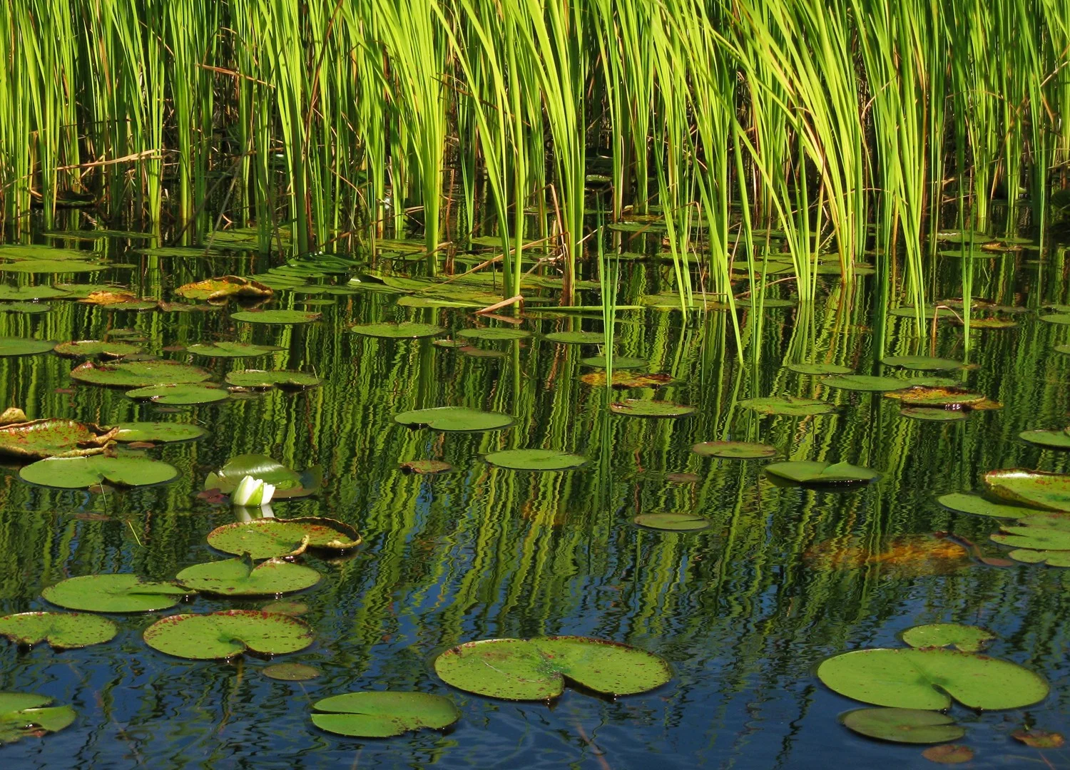  Quiet river in Massasauga Park. 2013 