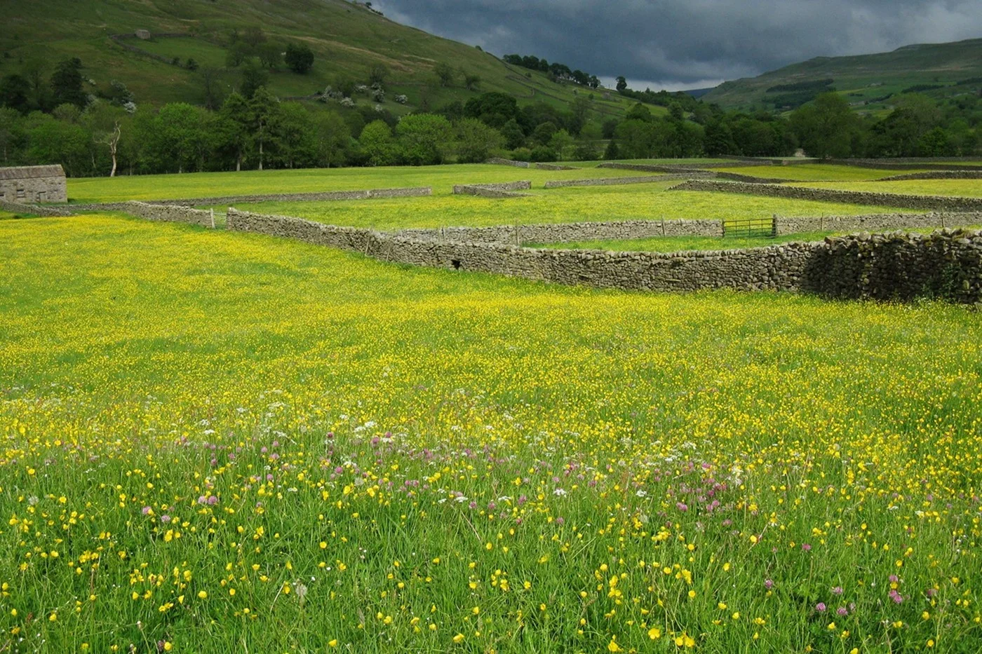 Wildflower fields in Swaledale, Yorkshire Dales National Park. 2010