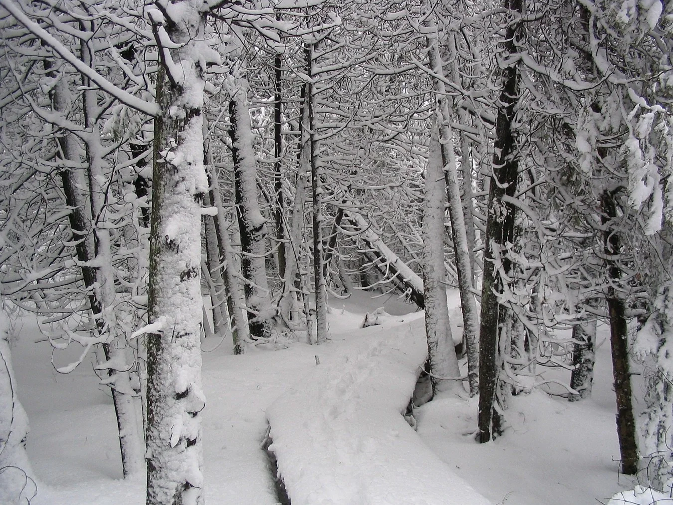 Trail at Everdale, Hillsburgh, Ontario. 2005