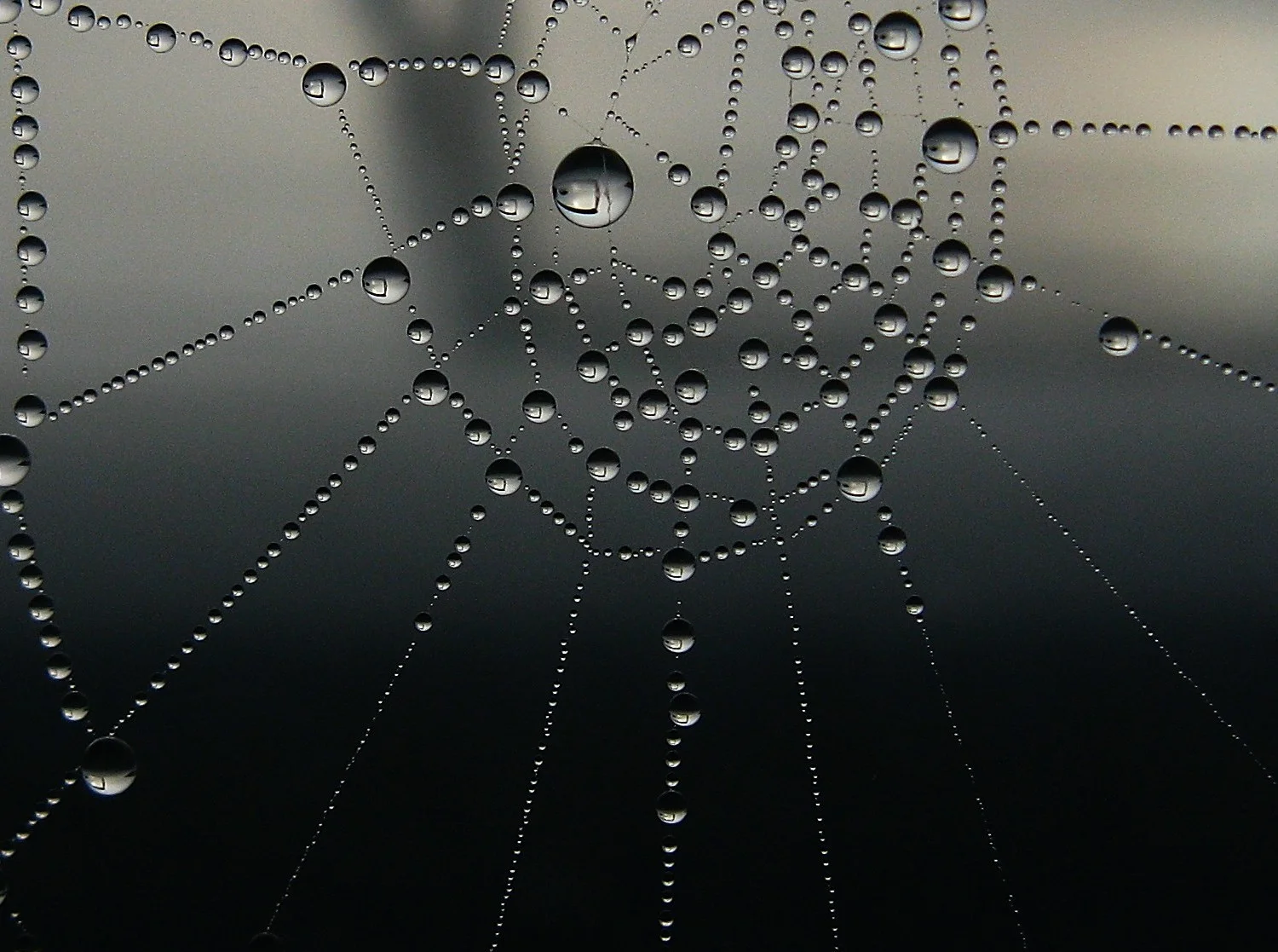  Spiderweb with misty morning dew, on a boat in Moon River Bay.&nbsp; 2012 