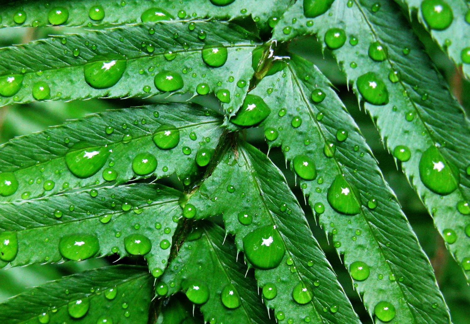  Raindrops.&nbsp; 2011 