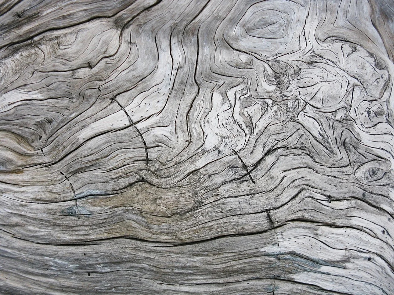 Driftwood, Vancouver Island beach.