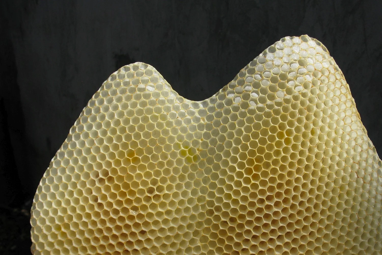  Honeycomb from a backyard beehive, Toronto, Ontario.&nbsp; 2013 