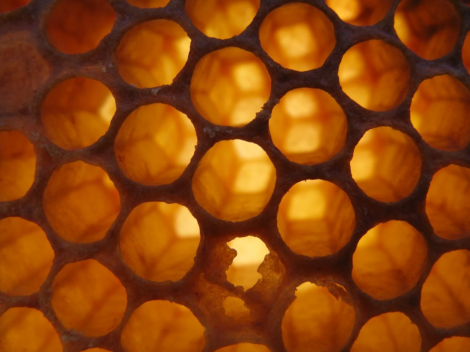  Honeycomb, Toronto backyard, Ontario.&nbsp; 2013 