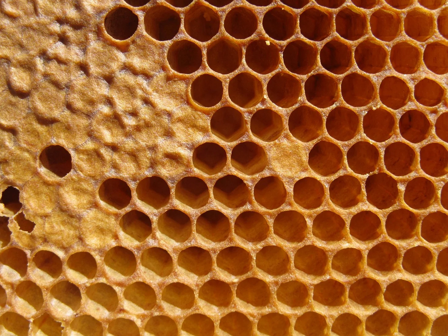  Honeycomb, Toronto, Ontario.&nbsp; 2013 