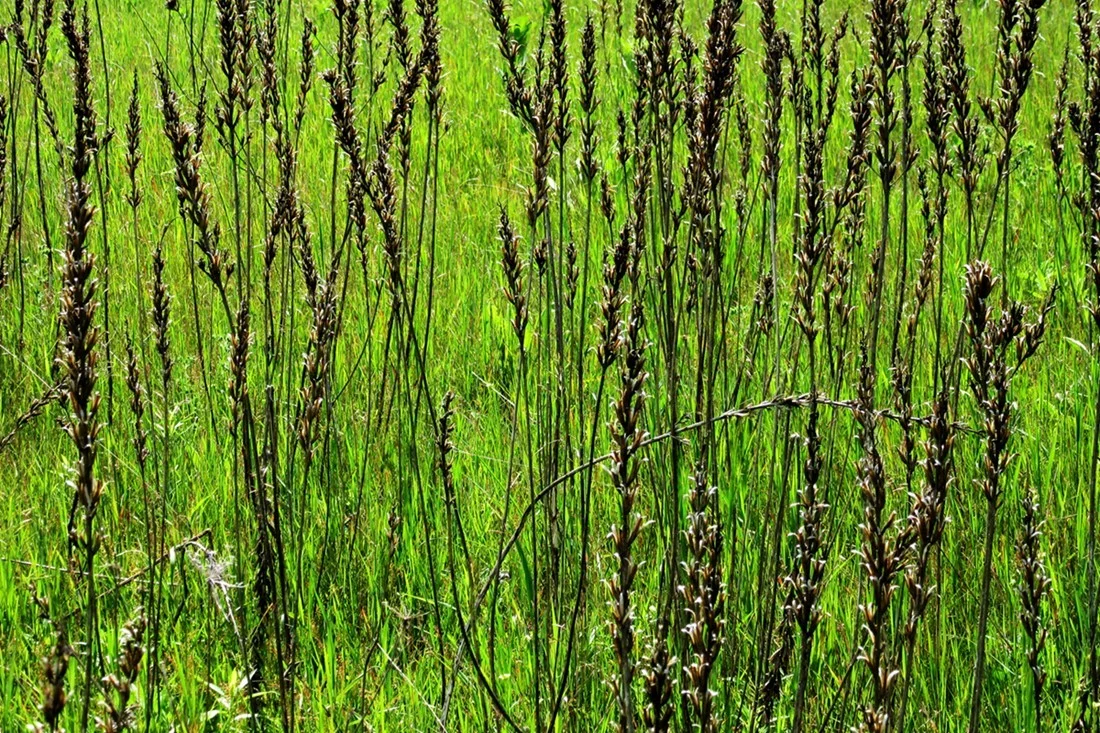  Field at Everdale, Hillsburgh, Ontario.&nbsp; 2015 