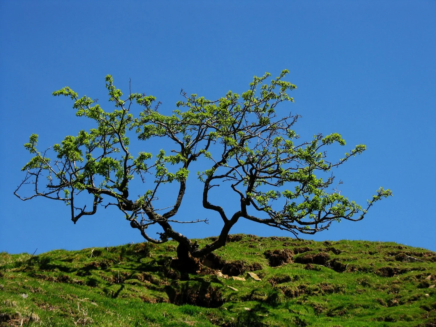  Swaledale trail, Yorkshire Dales National Park, Britain.&nbsp; 2013 