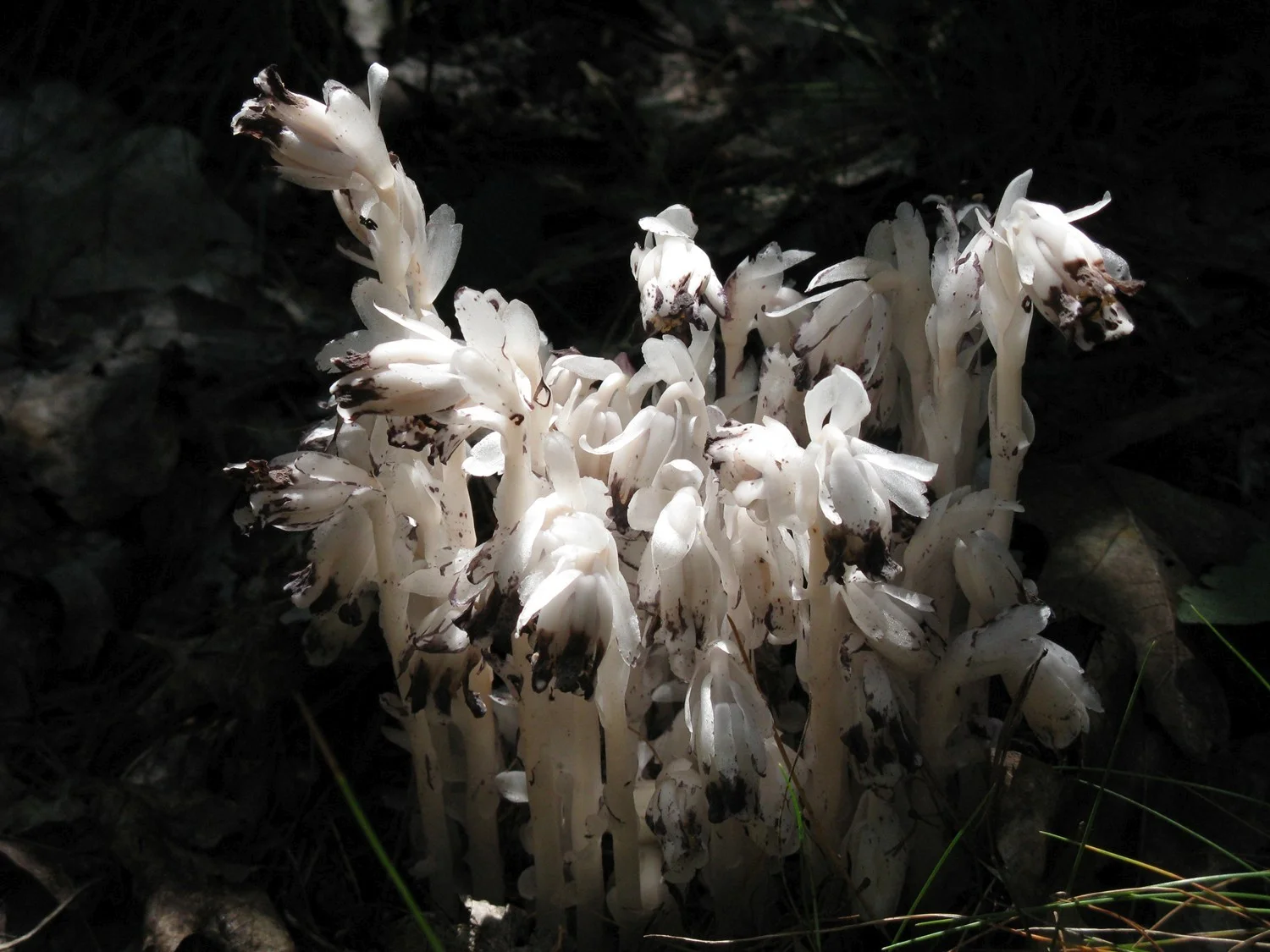  Indian Pipe, Everdale, Hillsburgh, Ontario.&nbsp; 2009 