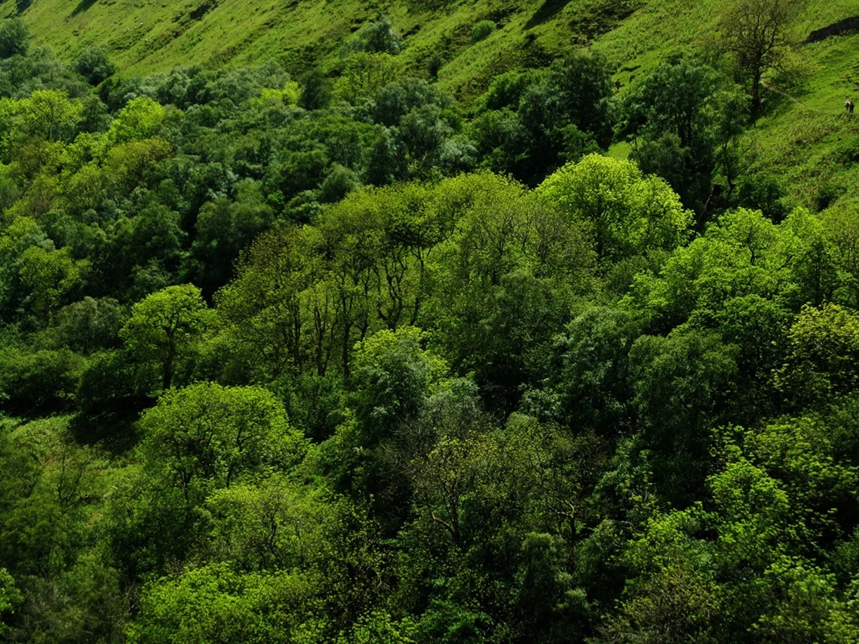 Trees in Swaledale, Yorkshire Dales National Park.&nbsp; 2011 