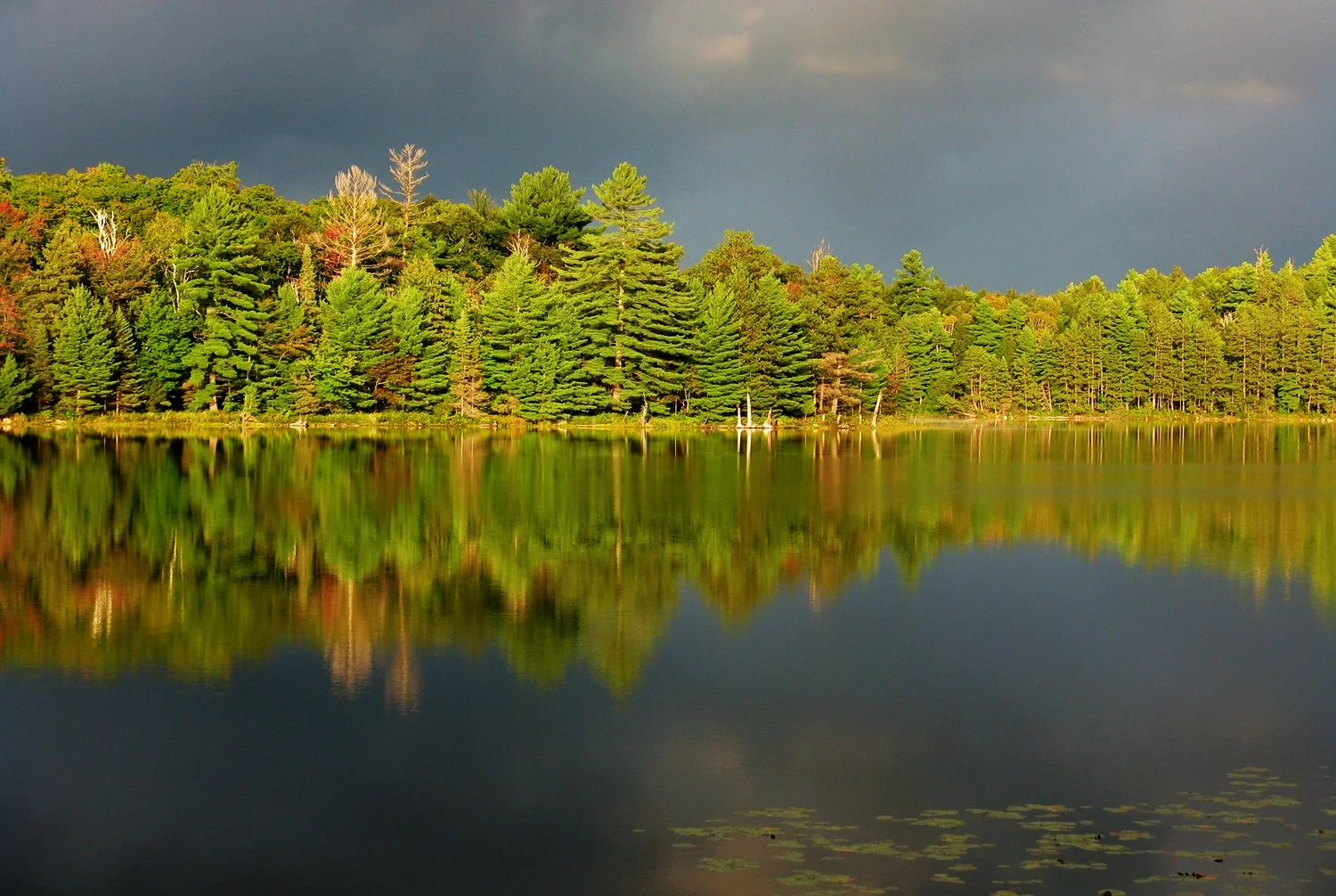  Evening sunlit treeline, French River Park, Ontario.&nbsp; 2014 