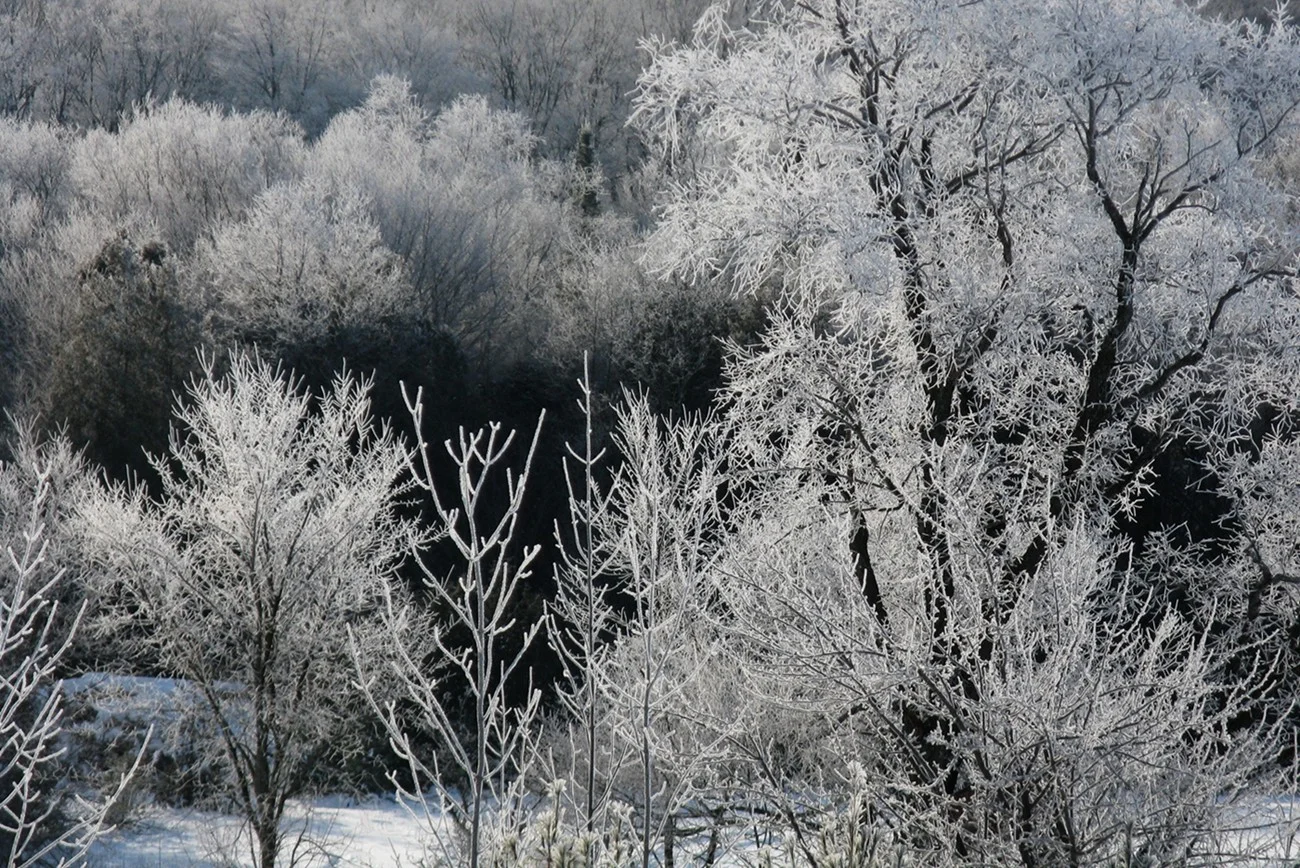  Icy trees at Everdale, Hillsburgh, Ontario.&nbsp; 2013 