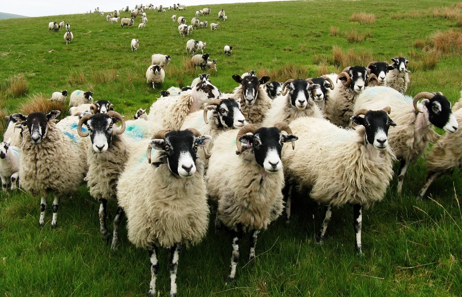  Sheep on a Wensleydale moor,&nbsp;Yorkshire Dales National Park, Britain.&nbsp; 2008 