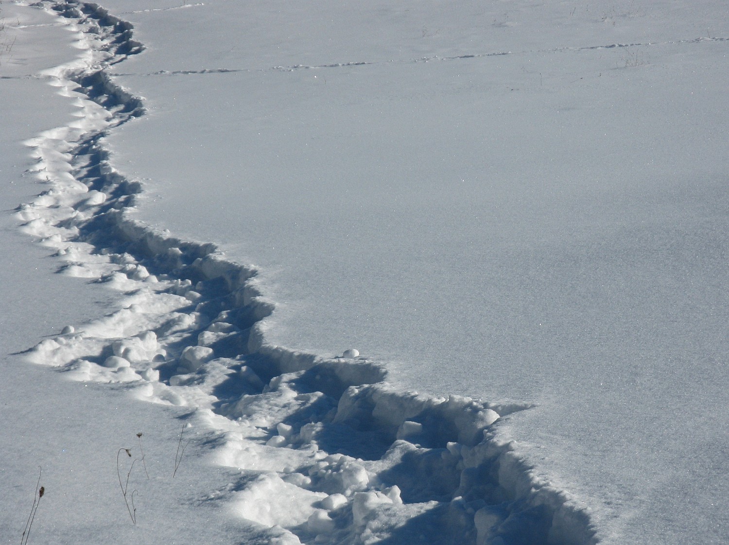  Field at Everdale, Hillsburgh, Ontario.&nbsp; 2013 