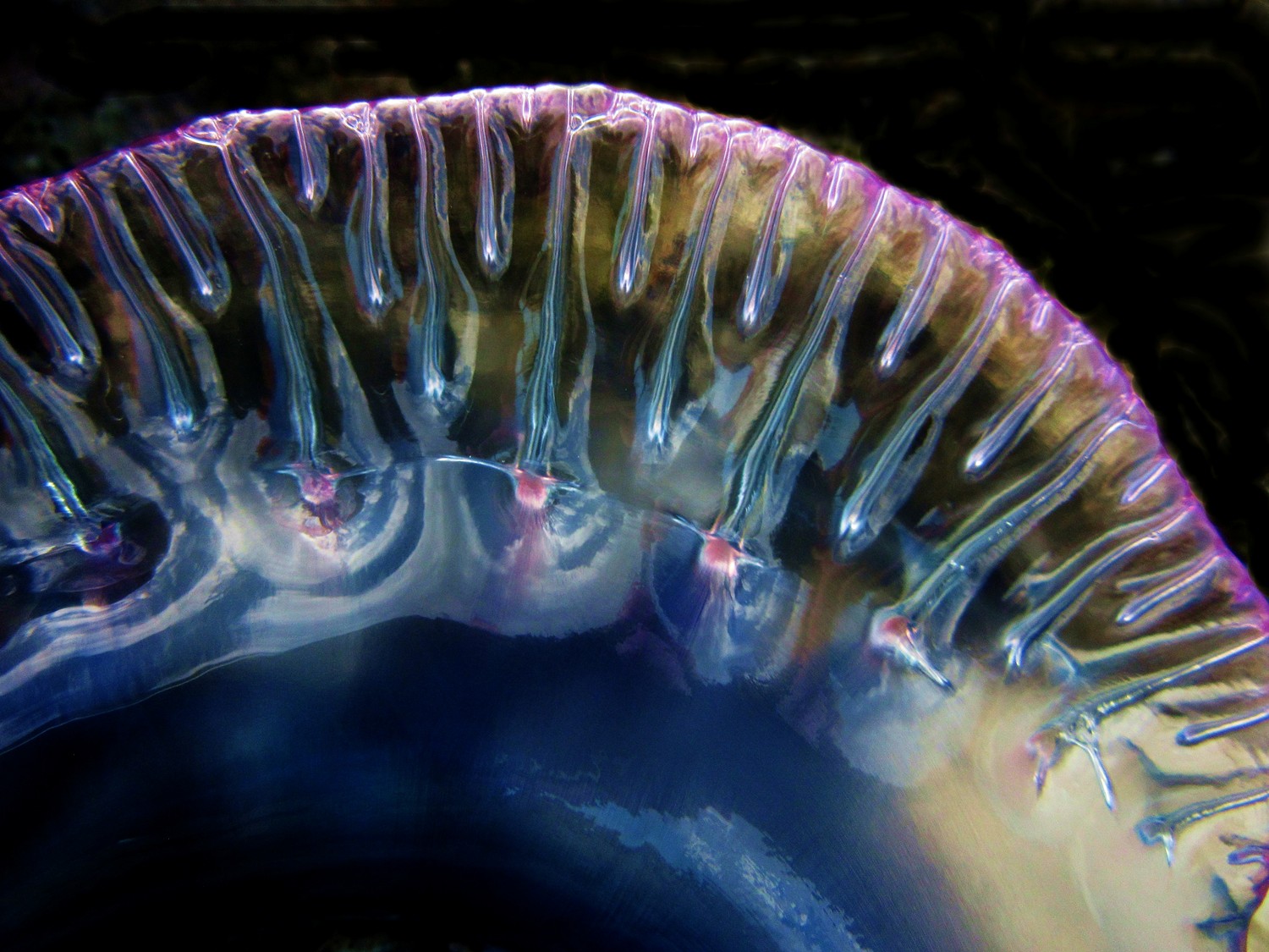  Portuguese Man O' War, Cuba.&nbsp;&nbsp; 2016  Dangerous...but beautiful 