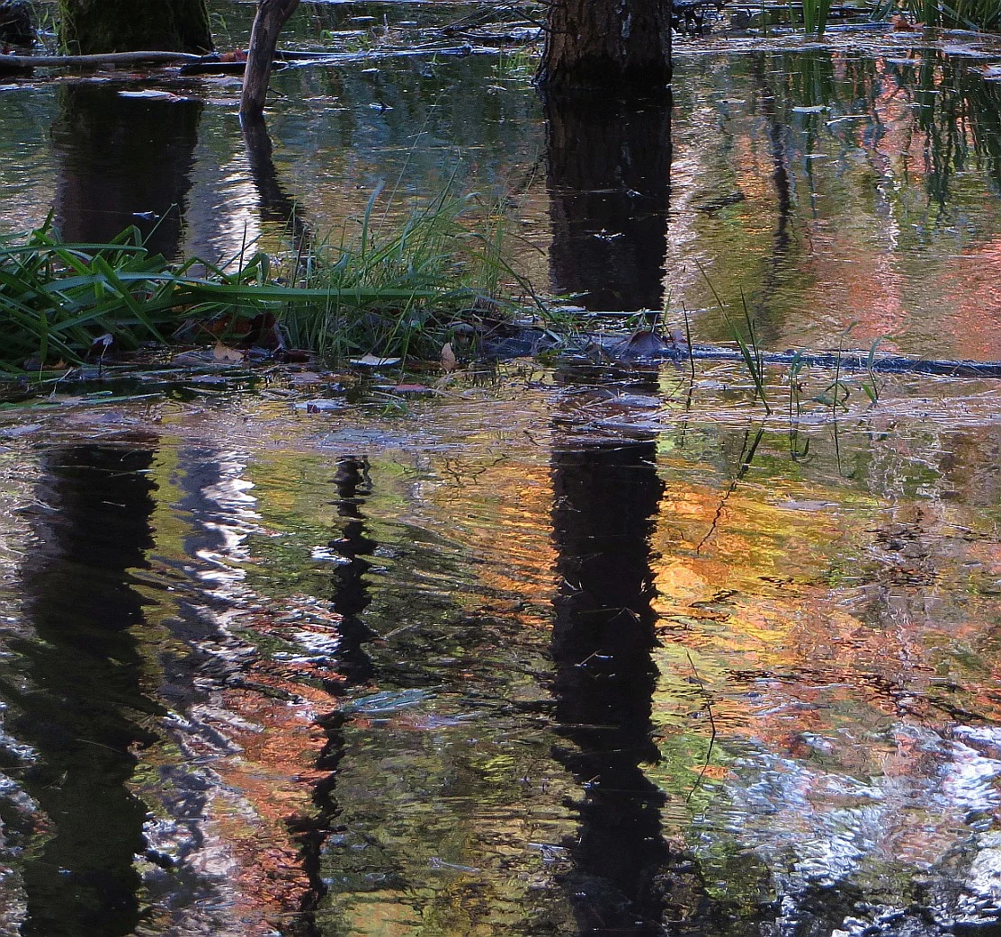 Pond near Moon River, Ontario. 2014