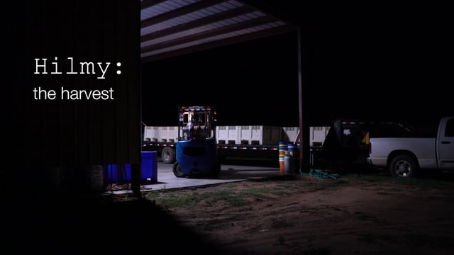 Hilmy Part 2 - The Harvest
