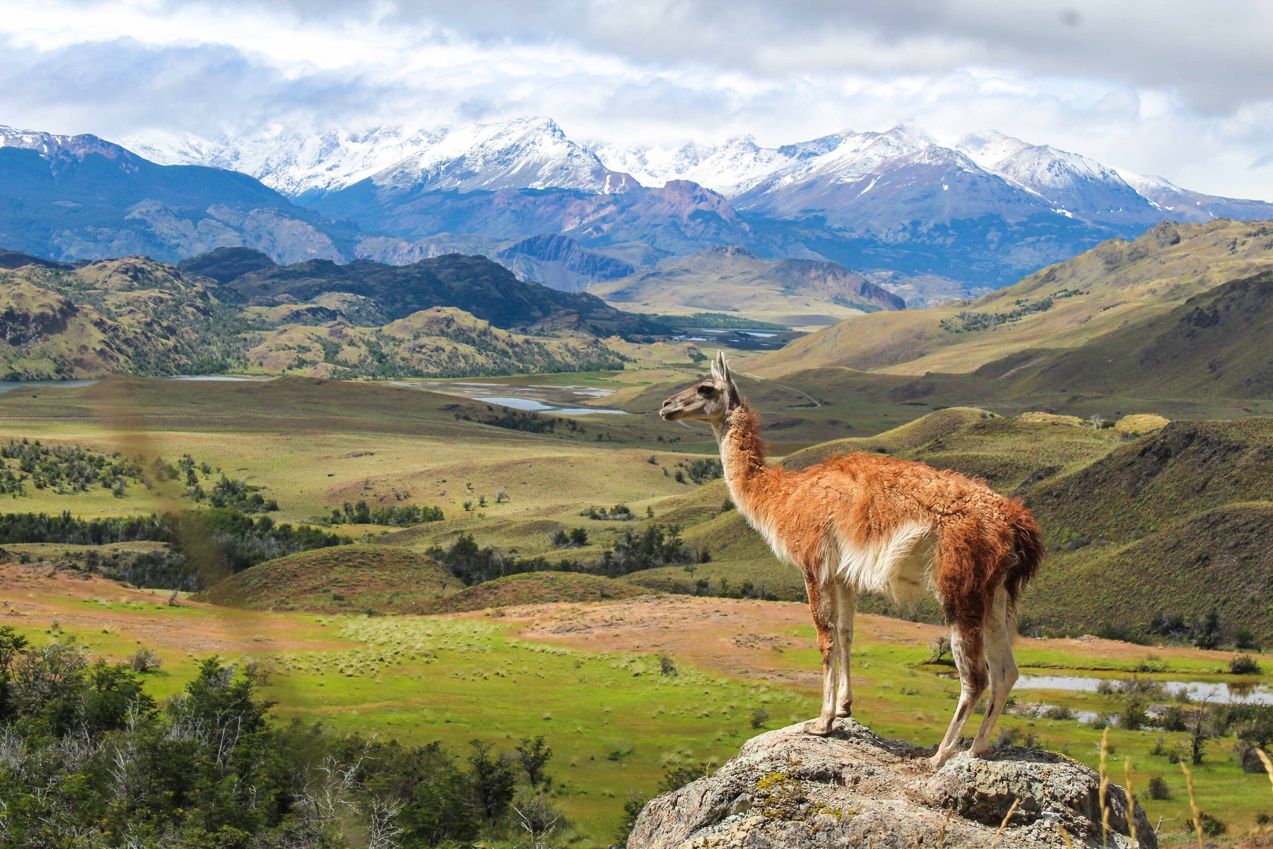 Day hiking in Patagonia NP: chance to visit with the local celebrities! 