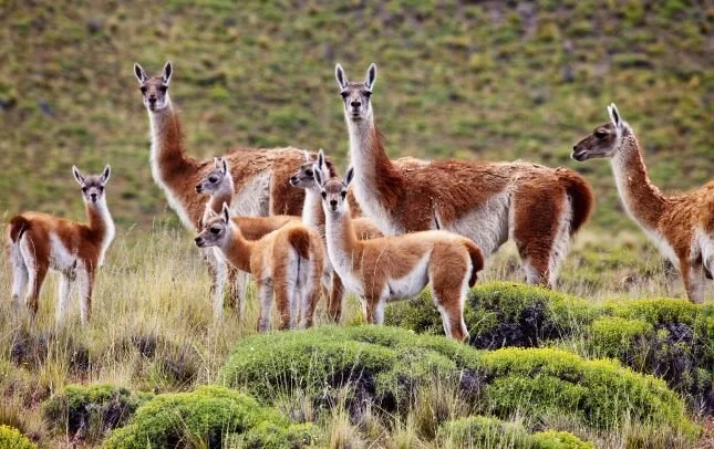 guanacos-en-patagonia-park-linde-waidhofer.jpg