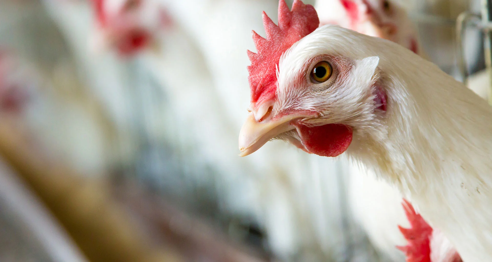 Animal-Protein-Poultry-1920.jpg