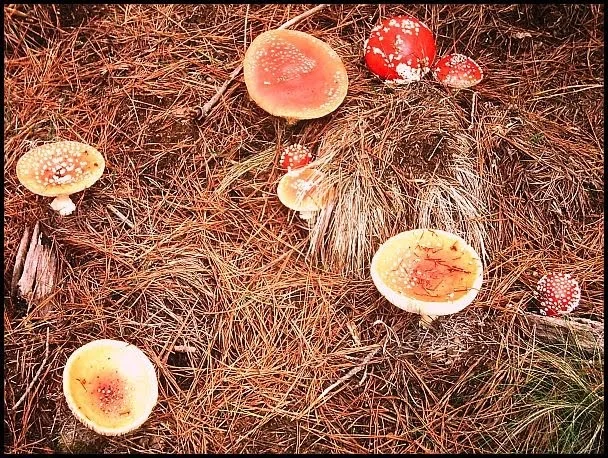 Amanita_muscaria_1.jpg
