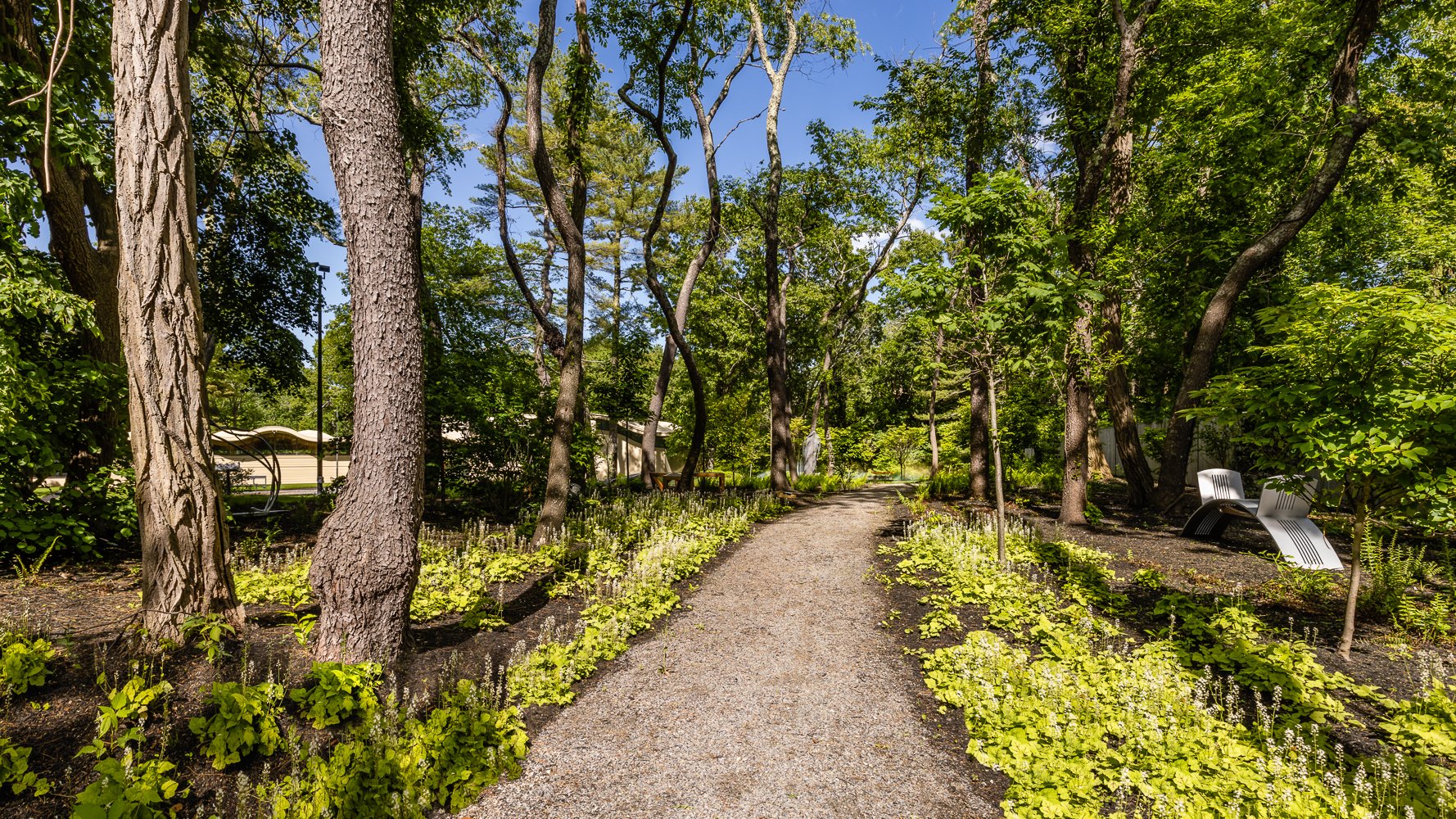 Woodland Path