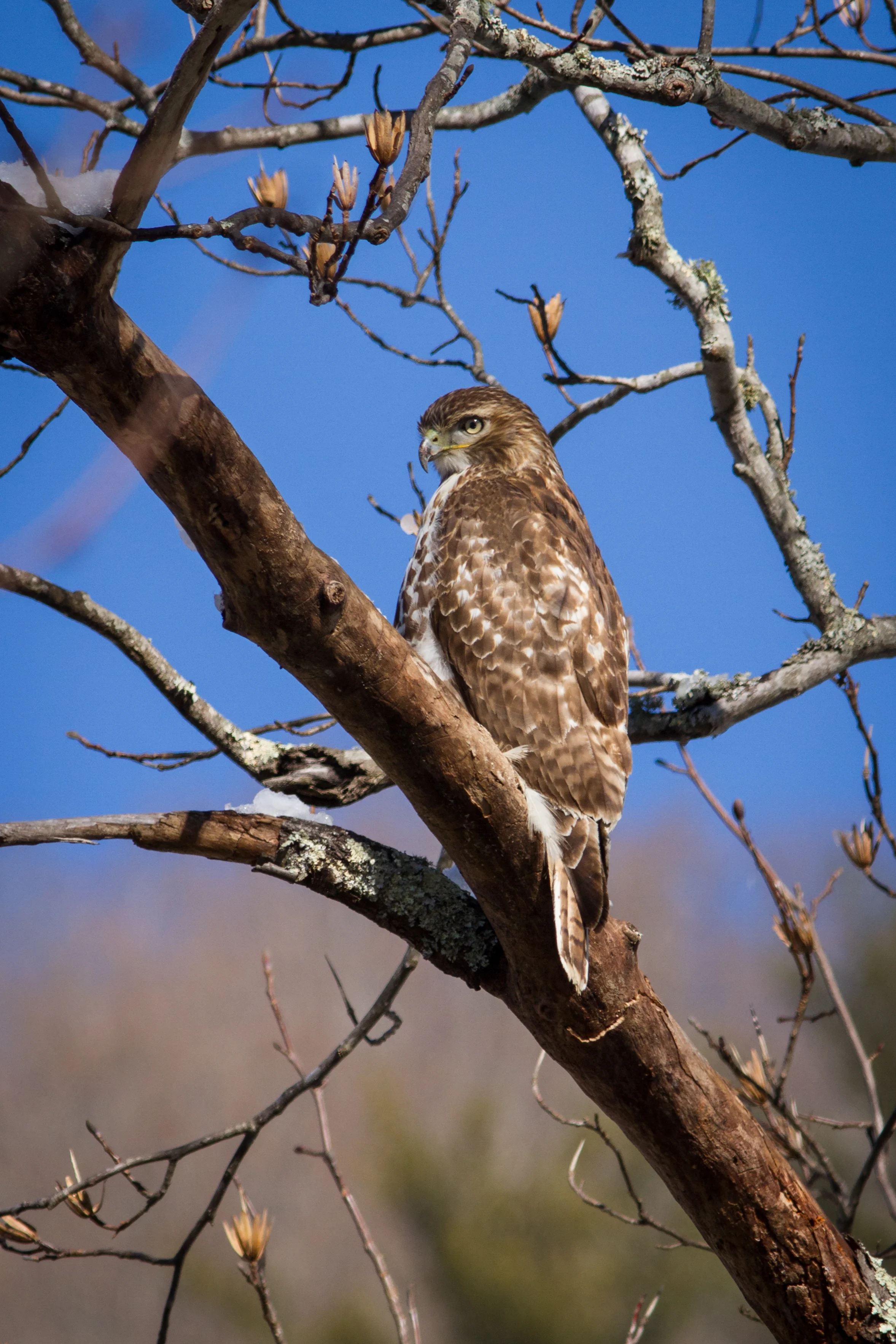 Hawk in Winter, Blue Ridge Mountains, North Carolina