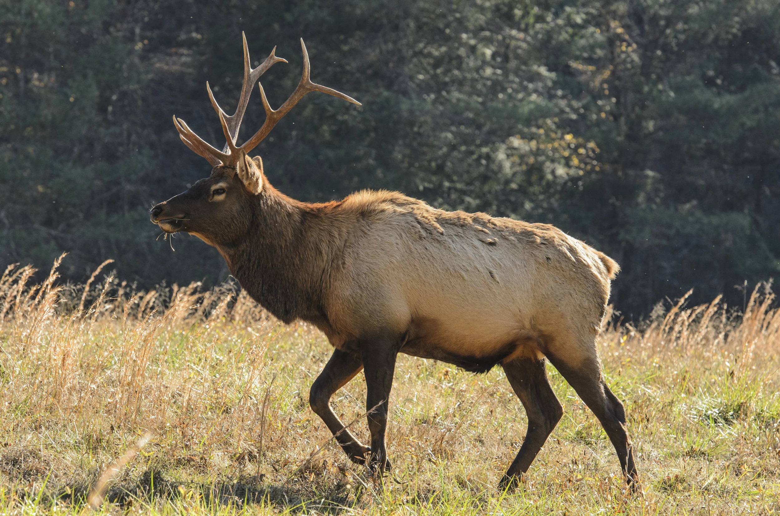 Young Bull Elk, Cataloochee Valley, Great Smoky Mountains, North Carolina