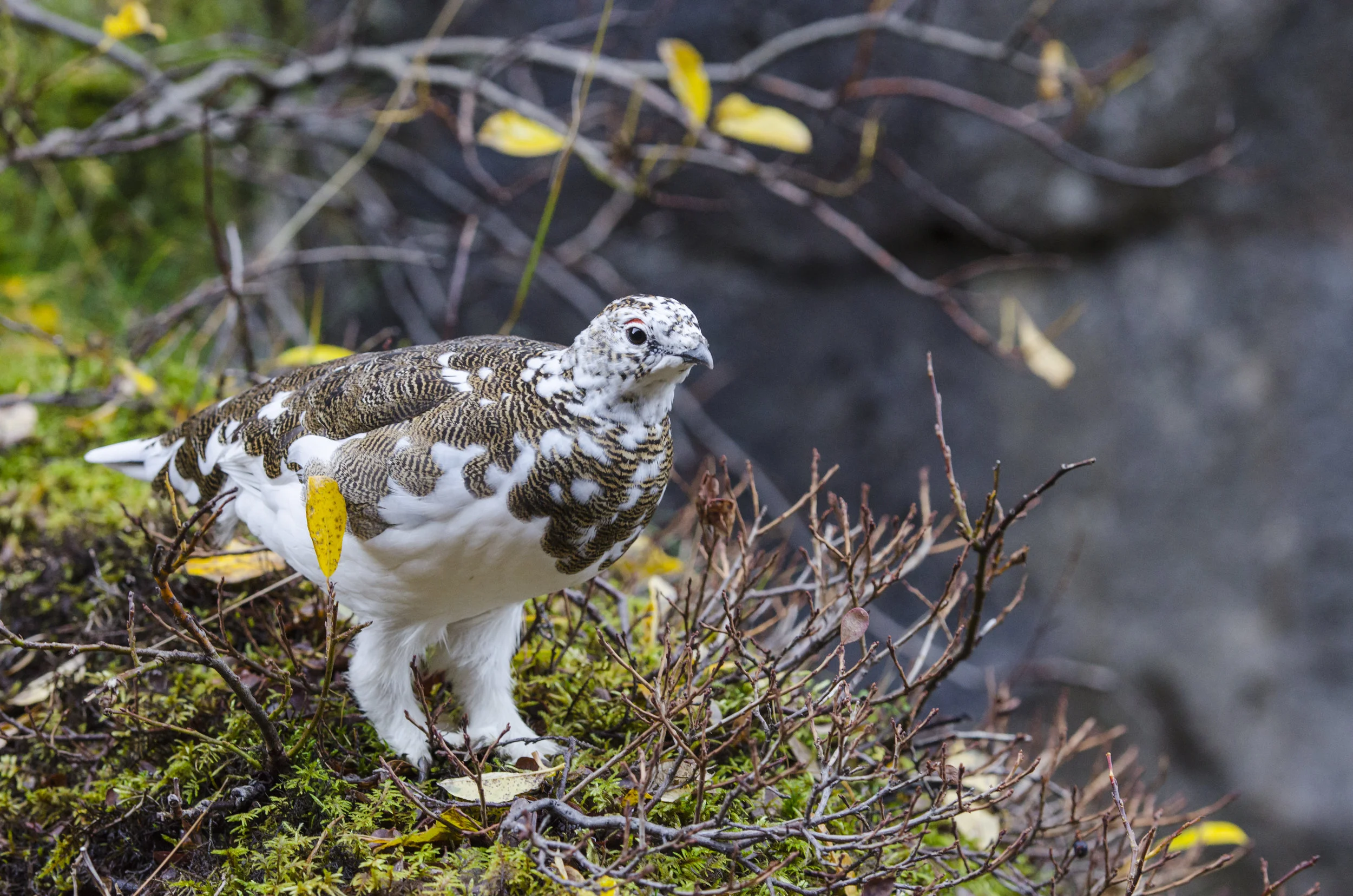 Rock Ptarmigan, Thingvellir National Park
