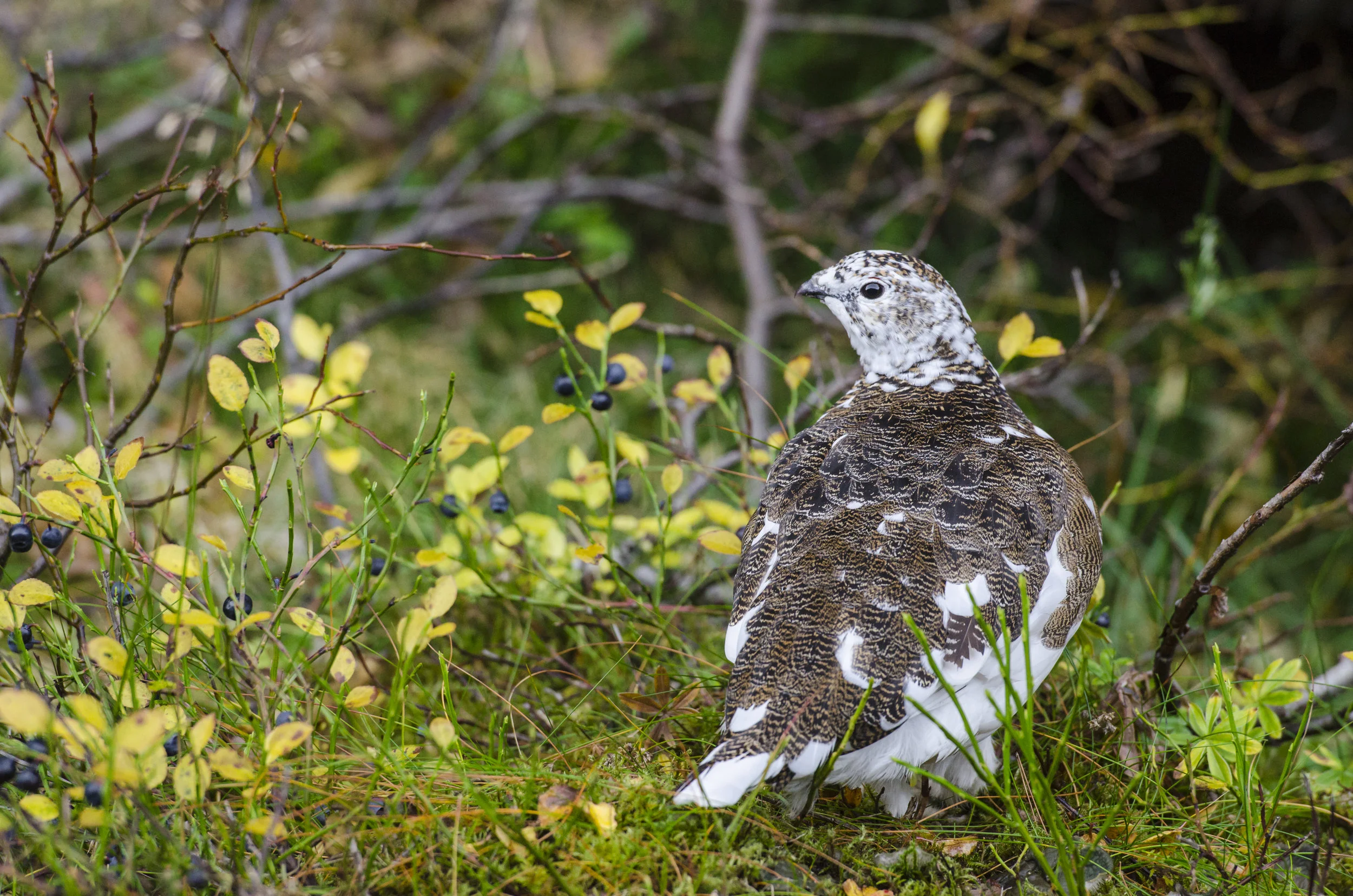 Rock Ptarmigan,Thingvellir National Park
