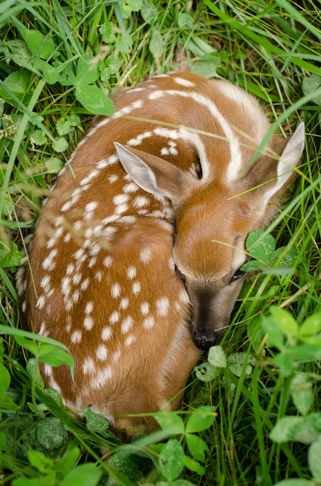 Whitetail Fawn,Blue Ridge Parkway, North Carolina