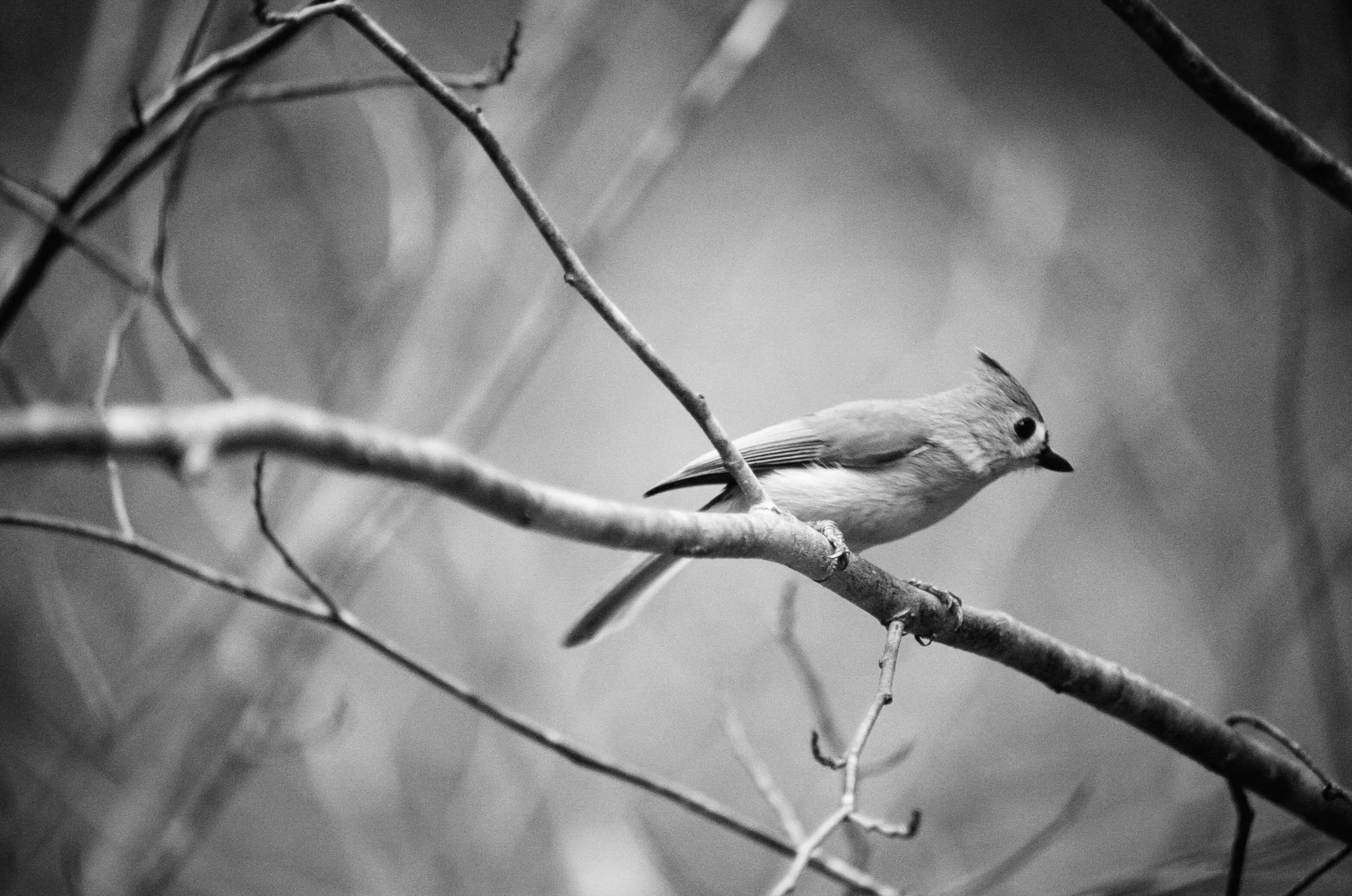 Tufted Titmouse on Black and White Film
