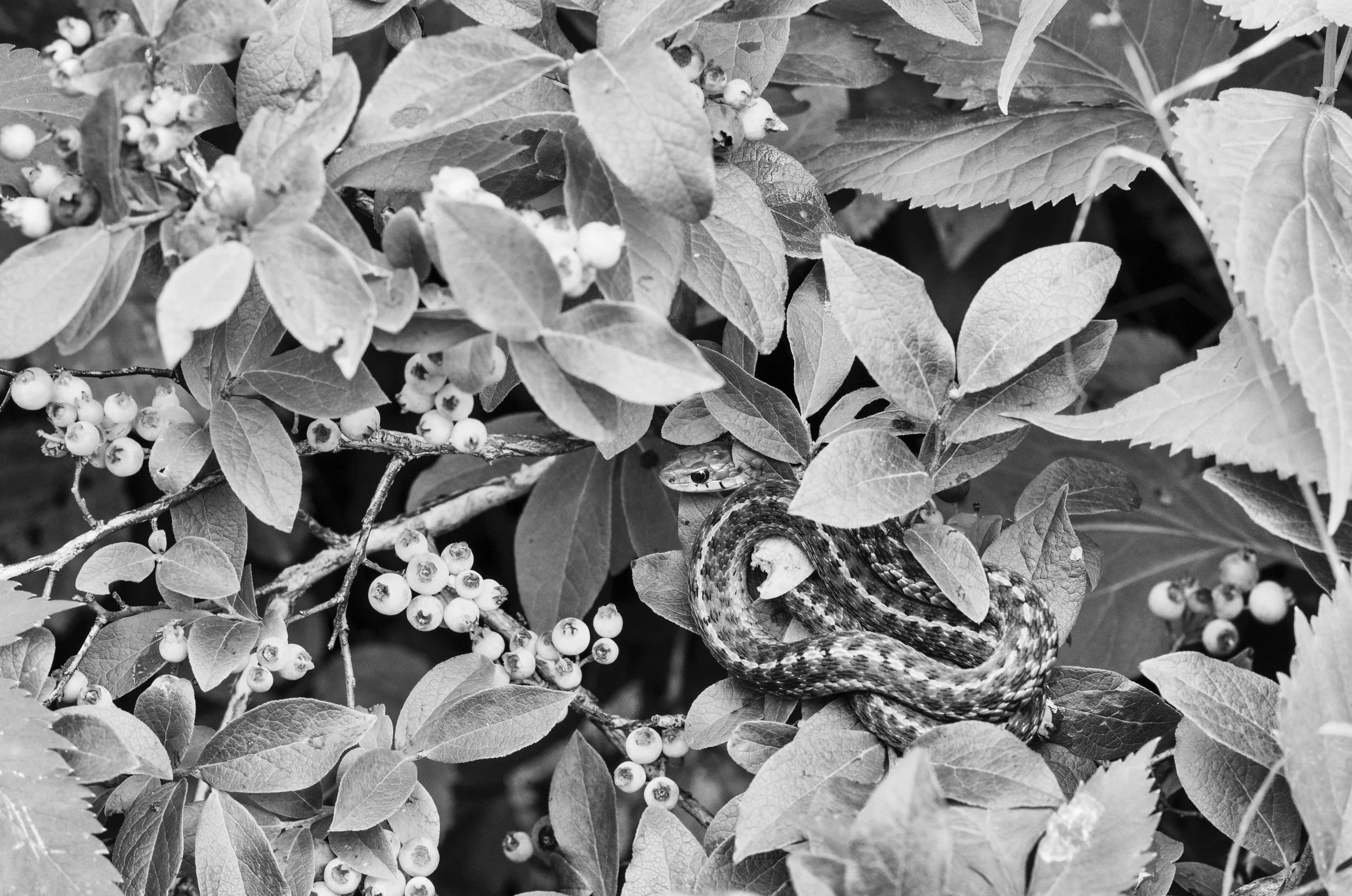 Garter Snake Hiding in Blueberries