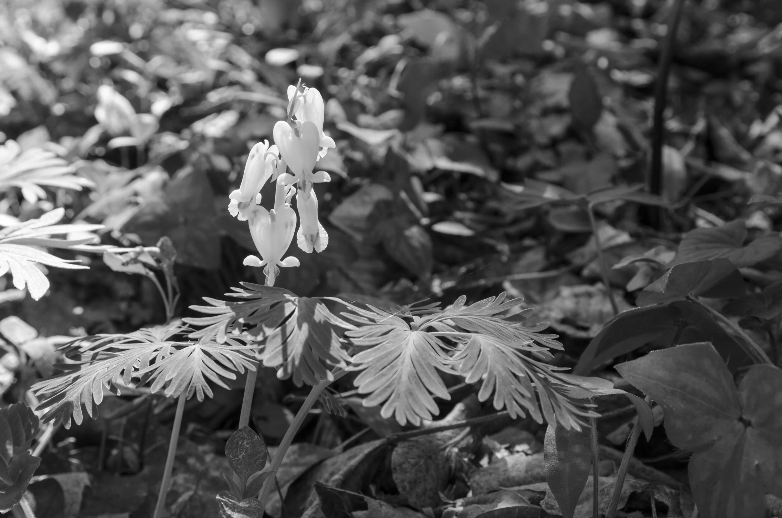Dutchman's Breeches, Creston, North Carolina
