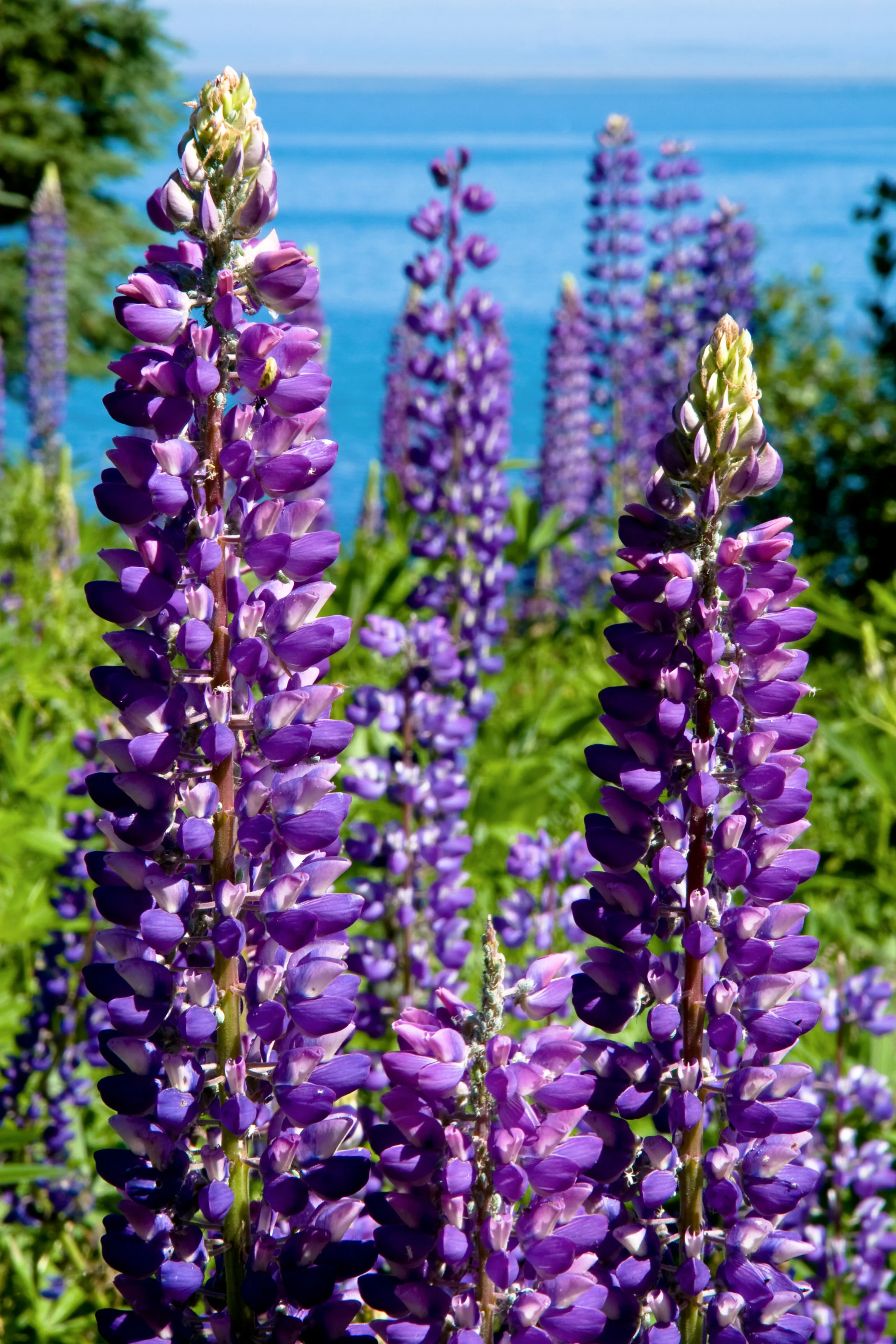 Lupine, Seal Cove