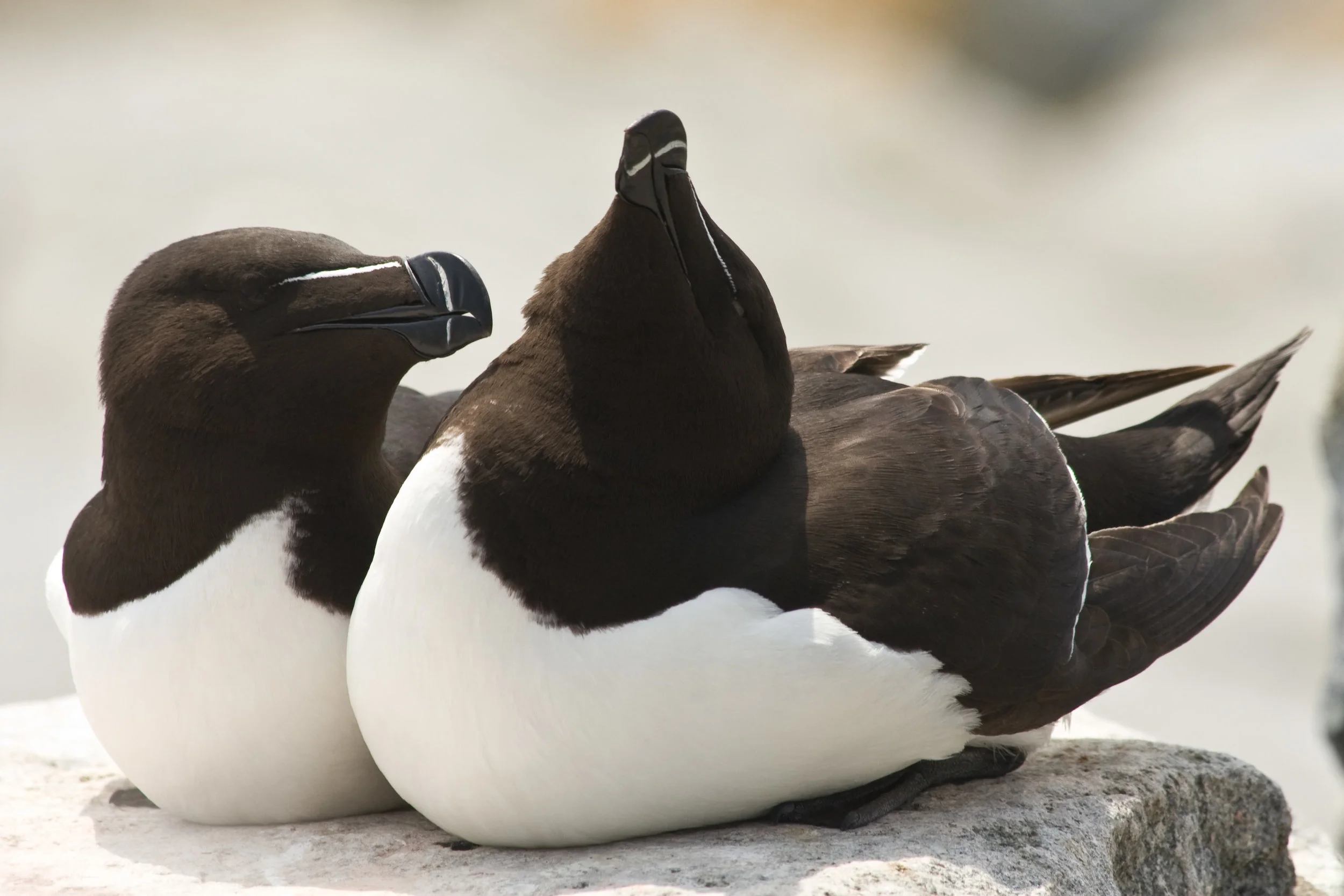 Razorbill Auks
