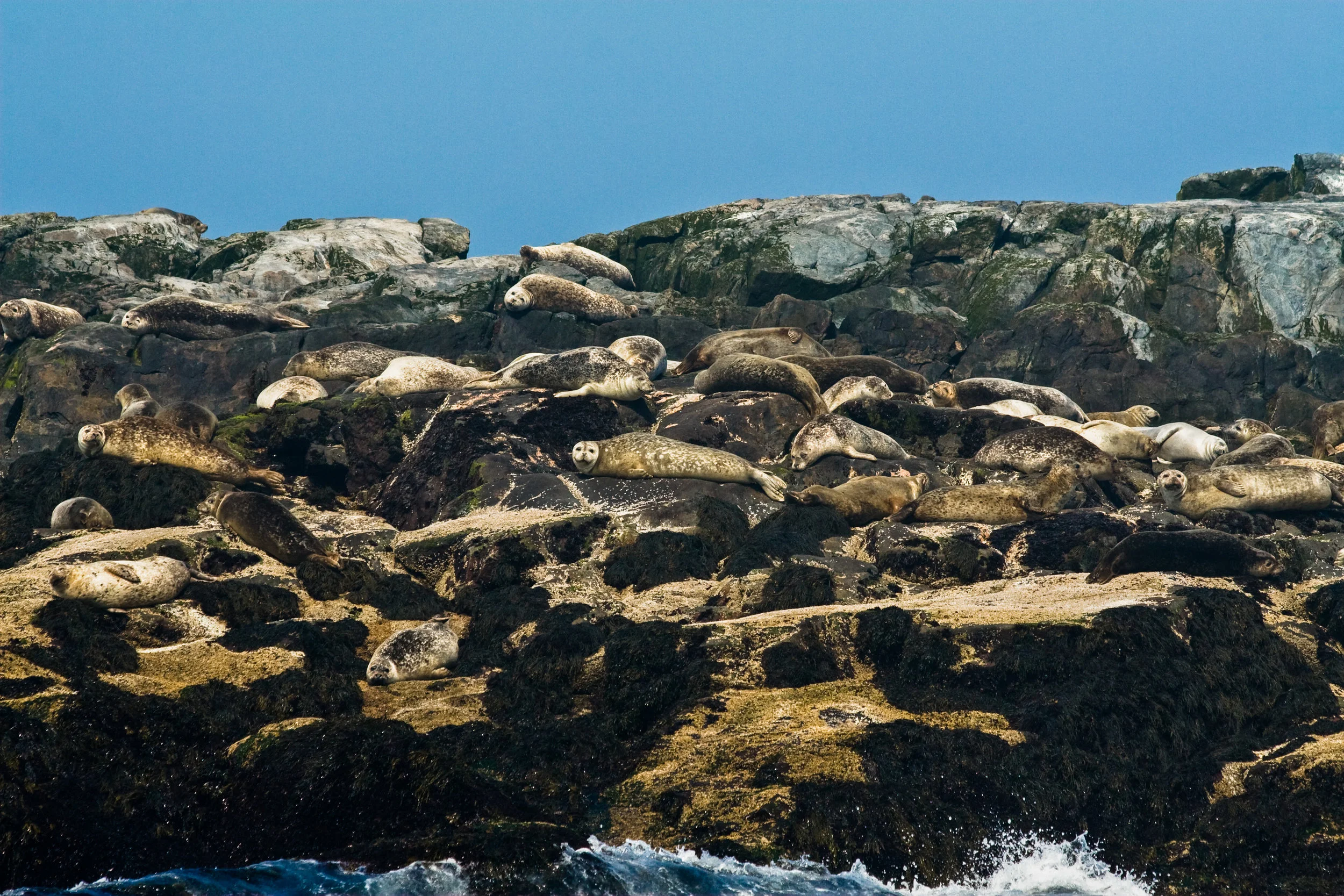 Seal Rookery, Bay of Fundy